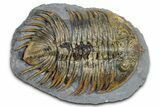 Rare Treveropyge Trilobite - Issoumour, Morocco #376905-1